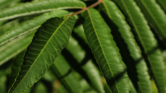 fresh green sumac tree leaves with sunlight