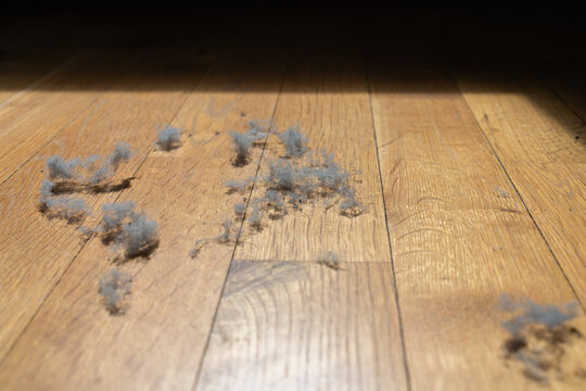 Household dust bunny on a wooden floor in warm sunlight