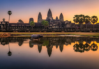 Naklejka premium Iconic Angkor Wat temple complex at sunrise with water buffalo in reflection pond, isolated on transparent background.