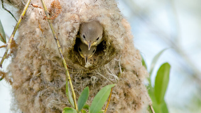bird nest on tree