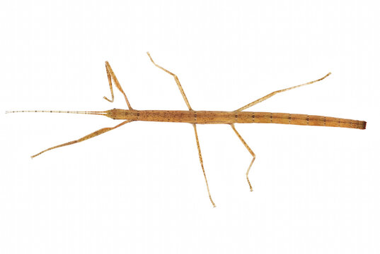 Top view of a long brown stick insect