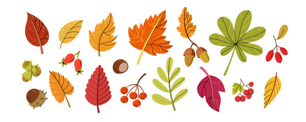 Hand drawn autumn collection featuring colorful leaves, acorns, chestnut, hazelnuts, rowan berries, rose hips and botanical forest elements. Ideal for seasonal designs, invitations, packaging, sticker © Inna