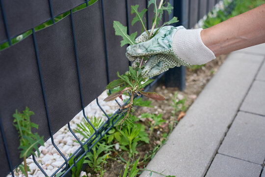 Gloved hand removes weed with roots from soil along a garden border near fence