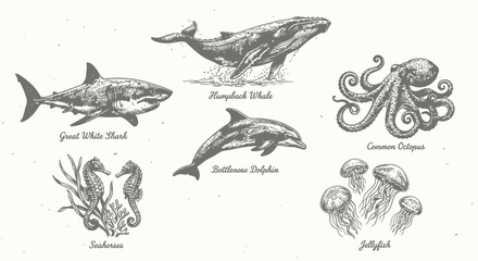 Obraz premium Vintage hand-drawn marine life collection featuring a humpback whale, great white shark, bottlenose dolphin, common octopus, seahorses, and jellyfish in a detailed black and white sketch style.