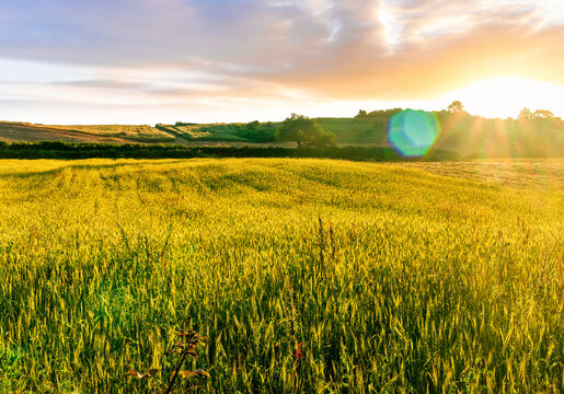 scenic landscape of golden summer agricultural field during sunset or sunrise with yellow wheat crop with beautiful evening cloudy sky with sun rays on background