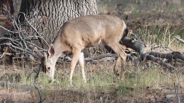 A young mule deer buck (Odocoileus hemionus) in velvet grazes at the base of a large oak tree in slow motion in Lassen County, California.