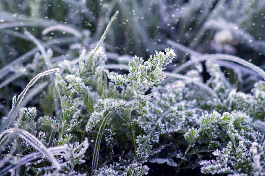 Frosty ice on green grass and plants on a winter morning with falling snow