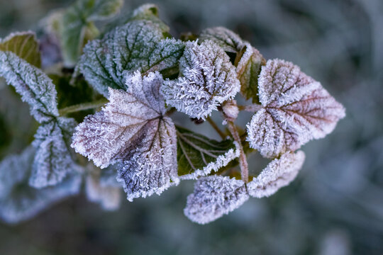 Macro shot of frozen leaves covered in hoarfrost and ice, appearing as icy patterns on green foliage of a plant