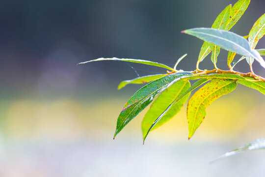Willow branch with long green and yellow leaves against a blurred nature background
