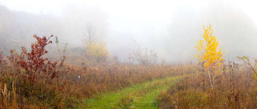 Foggy autumn meadow with a path and shrubs in crimson and yellow colors