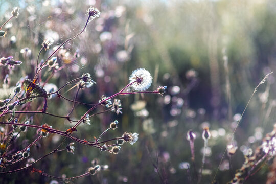 Fluffy dandelion seed head on a thin stem among field grasses against a blurred background