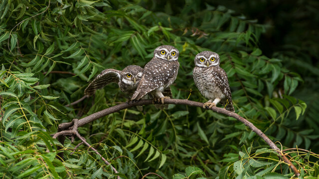Spotted owlets perched on a naturally curved tree branch surrounded by lush green foliage in their natural forest habitat. 