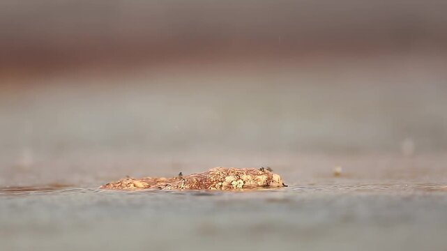 Close up of rain on a rock in middle of water in water for natural background
