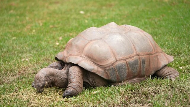 The Gal&aacute;pagos tortoise (Chelonoidis niger), Gal&aacute;pagos giant tortoise, is the largest and oldest species of tortoise on earth. Isolated to the Galapagos islands of Ecuador in South America