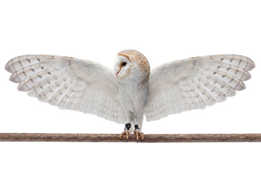 Majestic Barn Owl Displaying Wide Wingspan while Perching on a Branch