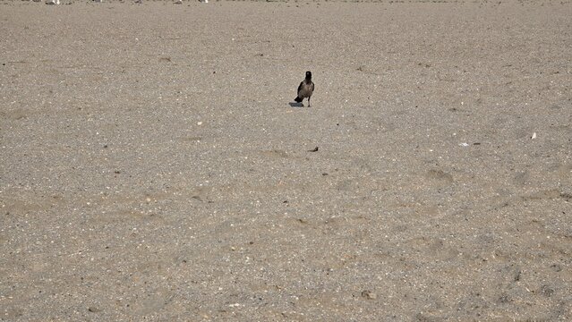 Hooded crow standing alone on a sandy beach