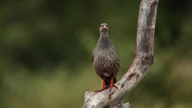 Natal francolin standing front view on a log isolated in natural background in Greater Kruger National park, South Africa ; Specie Pternistis natalensis family of Phasianidae