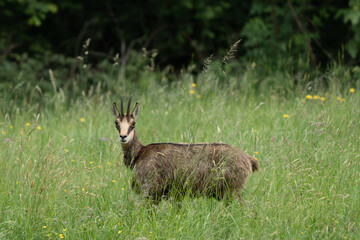 Naklejka premium Alpine chamois, Rupicapra rupicapra, Italian Alps