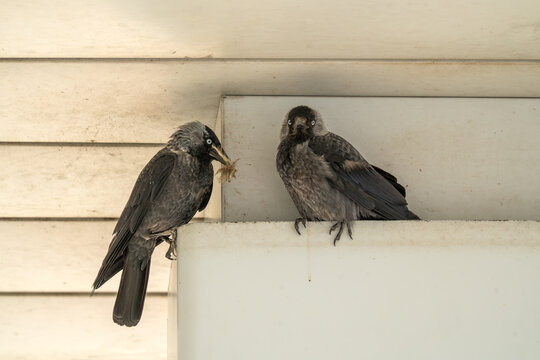 Eurasian Jackdaw, Corvus monedula, Romania