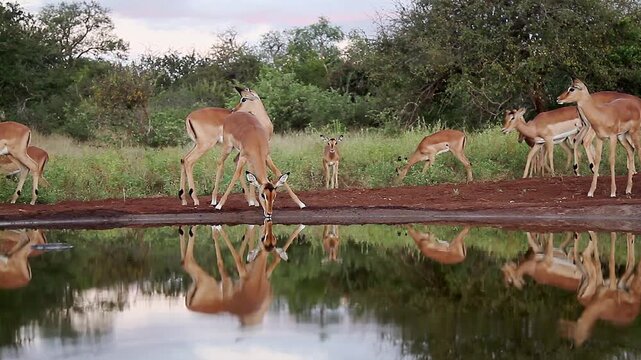 Small group of Common Impalas playing  and drinking in waterhole with reflection in Greater Kruger National park, South Africa ; Specie Aepyceros melampus family of Bovidae