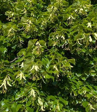Fondo con la vista de cerca de hojas, ramas, brotes y racimos de botones florales de un &aacute;rbol tilo (Tilia platyphyllos) en jard&iacute;n de parque p&uacute;blico