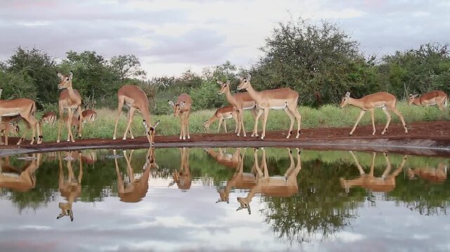 Small group of Common Impalas walking, running and drinking in waterhole with reflection in Greater Kruger National park, South Africa ; Specie Aepyceros melampus family of Bovidae