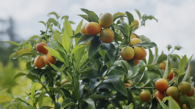 Close-up view of small orange kumquat fruits ripening on the branches of a lush green tree surrounded by dense foliage.