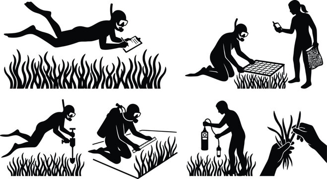 Scuba divers collecting seaweed underwater and on shore
