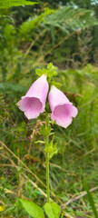 Close-up of pink foxglove flowers blooming in a summer meadow © Valkier