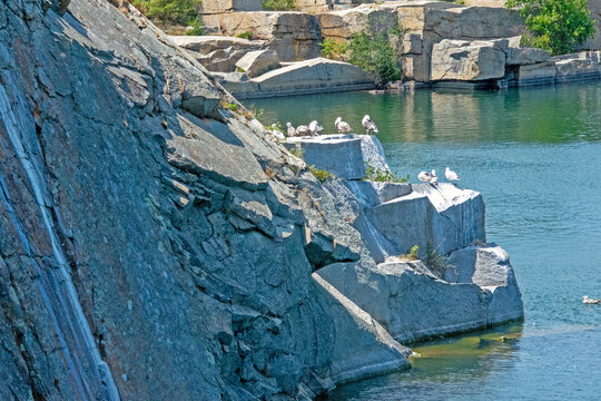Birds on the Rocks 