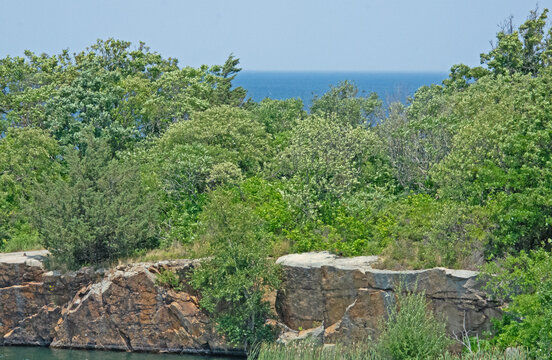 tree on the rocks