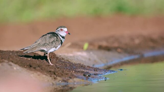 Three banded Plover grooming and preening in waterhole shore in Greater Kruger National park, South Africa ; Specie Charadrius tricollaris family of Charadriidae