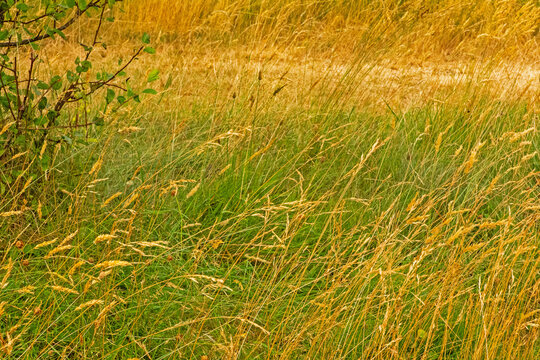 grass in the wind