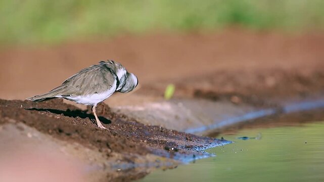 Three banded Plover grooming and preening in waterhole shore in Greater Kruger National park, South Africa ; Specie Charadrius tricollaris family of Charadriidae
