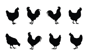 A comprehensive collection of detailed black silhouette illustrations featuring various poses of roosters and hens isolated on a clean white background for farming and agricultural design © Sujon Sharma
