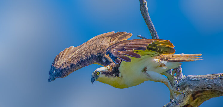 Osprey takeoff