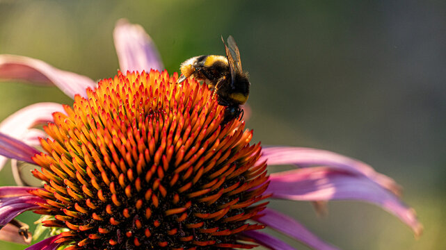 Close-up of bumblebee pollinating purple coneflower in summer garden