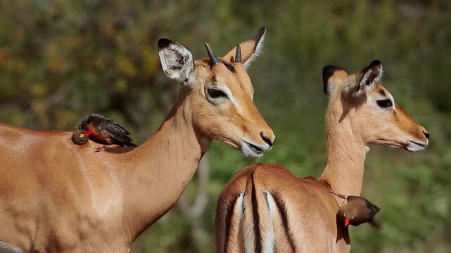 Young Common Impala with oxpecker grooming in Greater Kruger National park, South Africa ; Specie Aepyceros melampus family of Bovidae