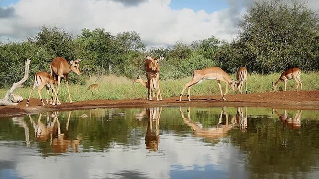Small group of Common Impalas walking and drinking in waterhole with reflection in Greater Kruger National park, South Africa ; Specie Aepyceros melampus family of Bovidae