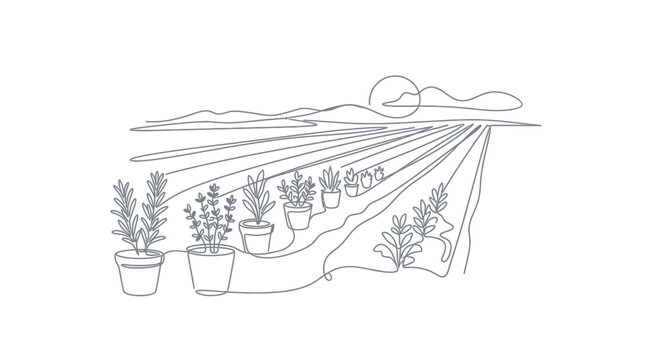Continuous line drawing of potted herbs in a field.