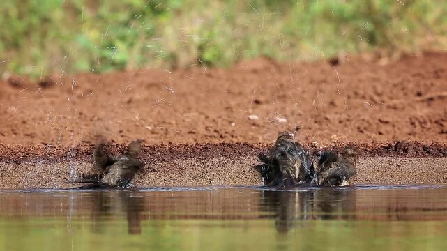 Red billed Oxpecker family bathing and shaking in waterhole in Greater Kruger National park, South Africa ; Specie Buphagus erythrorhynchus family of Buphagidae