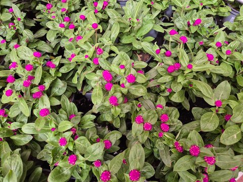 Gomphrena globosa (Kugelamarant, Globe Amaranth)