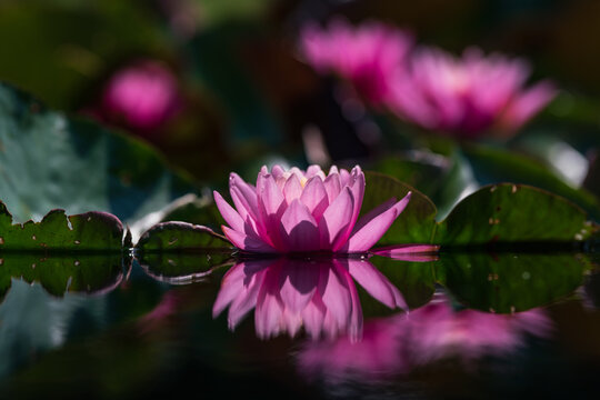 Pink lotus flower or water lily in the pond amongst the green leaves floating on the water
