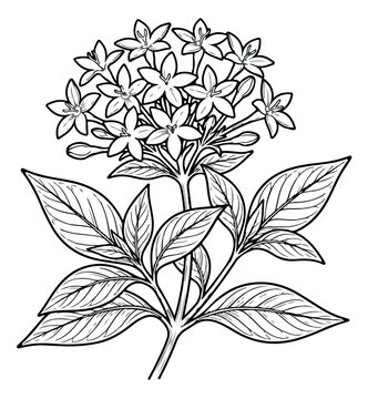 Vintage botanical pentas flower illustration, hand drawn floral line art vector, blooming star cluster plant with detailed leaves for coloring book