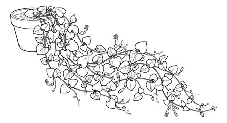 Minimalist line art trailing houseplant in pot, black and white botanical vector illustration, hanging ivy vine drawing for coloring book or decor © ansa