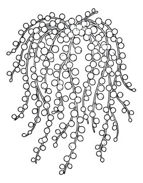 Vintage botanical illustration of string of pearls plant, hand drawn succulent vine vector, black and white line art of senecio rowleyanus