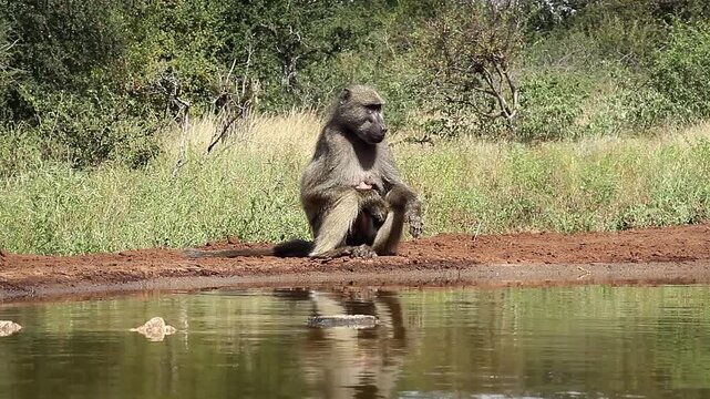 Chacma baboon female with baby drinking in waterhole in greater  Kruger National park, South Africa ; Specie Papio ursinus family of Cercopithecidae