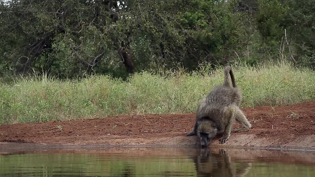 Chacma baboon walking and drinking in waterhole with reflection in greater  Kruger National park, South Africa ; Specie Papio ursinus family of Cercopithecidae