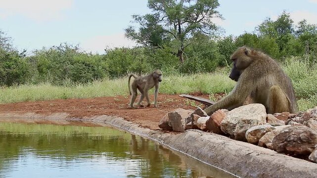 Chacma baboon moving rocks to find food and eating in greater  Kruger National park, South Africa ; Specie Papio ursinus family of Cercopithecidae