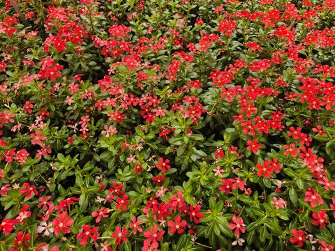 Catharanthus roseus, Madagascar-Periwinkle